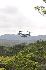 写真・沖縄県やんばるの森